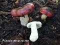 Russula atropurpurea-amf1723-1